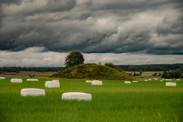 Bild på Torstuna Kungshög som ligger mitt på en åker, väst om Torstuna kyrka.