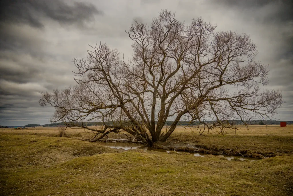 Enfaldigt träd vid Vånsjöbroåsen med grenar som sträcker sig mot en molnig himmel, återspeglar den isolerade skönheten i landskapet utanför Enköping.