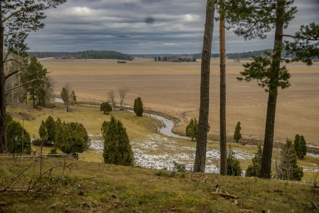 Silhuetter av höga träd mot en molnig himmel på Vånsjöbroåsen med en slingrande bäck i bakgrunden.